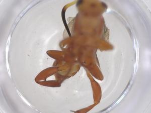  ( - CBG-A68170-E03)  @11 [ ] CreativeCommons - Attribution Share - Alike (2025) Centre for Biodiversity Genomics Centre for Biodiversity Genomics