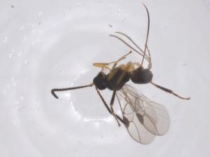  ( - CBG-A68172-C03)  @11 [ ] CreativeCommons - Attribution Share - Alike (2025) Centre for Biodiversity Genomics Centre for Biodiversity Genomics