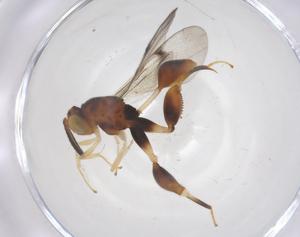  (chalMalaise01 Malaise4088 - CBG-A68173-D08)  @11 [ ] CreativeCommons - Attribution Share - Alike (2025) Centre for Biodiversity Genomics Centre for Biodiversity Genomics