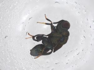  (chalMalaise01 malaise3672 - CBG-A68175-G11)  @11 [ ] CreativeCommons - Attribution Share - Alike (2025) Centre for Biodiversity Genomics Centre for Biodiversity Genomics