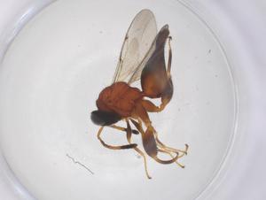  (chalMalaise01 Malaise3614 - CBG-A68176-A08)  @11 [ ] CreativeCommons - Attribution Share - Alike (2025) Centre for Biodiversity Genomics Centre for Biodiversity Genomics