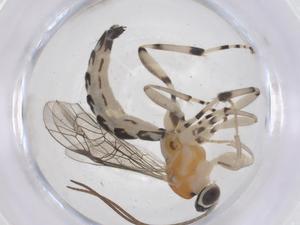  (Dolichomitus Malaise0523 - CBG-A68176-C08)  @11 [ ] CreativeCommons - Attribution Share - Alike (2025) Centre for Biodiversity Genomics Centre for Biodiversity Genomics