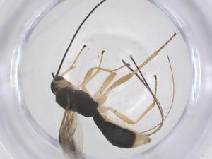  (Heterospilus Malaise4340 - CBG-A68176-E10)  @11 [ ] CreativeCommons - Attribution Share - Alike (2025) Centre for Biodiversity Genomics Centre for Biodiversity Genomics