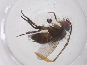  ( - CBG-A68179-A01)  @11 [ ] CreativeCommons - Attribution Share - Alike (2025) Centre for Biodiversity Genomics Centre for Biodiversity Genomics