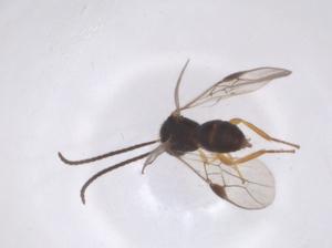  (opiMalaise01 Malaise3441 - CBG-A68179-F07)  @11 [ ] CreativeCommons - Attribution Share - Alike (2025) Centre for Biodiversity Genomics Centre for Biodiversity Genomics