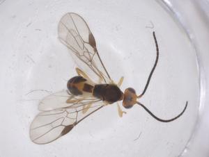  ( - CBG-A68187-E06)  @11 [ ] CreativeCommons - Attribution Share - Alike (2025) Centre for Biodiversity Genomics Centre for Biodiversity Genomics