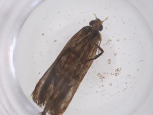  ( - CBG-A68189-A04)  @11 [ ] CreativeCommons - Attribution Share - Alike (2025) Centre for Biodiversity Genomics Centre for Biodiversity Genomics