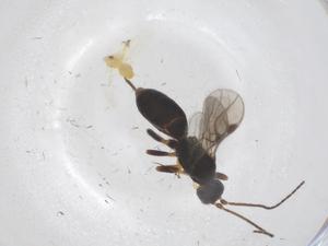  ( - CBG-A68197-E08)  @11 [ ] CreativeCommons - Attribution Share - Alike (2025) Centre for Biodiversity Genomics Centre for Biodiversity Genomics