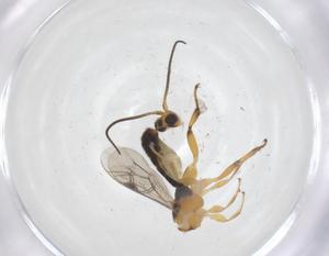  ( - CBG-A68201-D08)  @11 [ ] CreativeCommons - Attribution Share - Alike (2025) Centre for Biodiversity Genomics Centre for Biodiversity Genomics