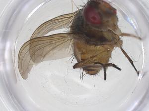  ( - CBG-A68206-G06)  @11 [ ] CreativeCommons - Attribution Share - Alike (2025) Centre for Biodiversity Genomics Centre for Biodiversity Genomics