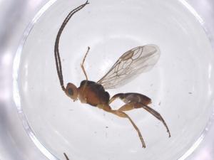  (Microctonus Malaise9939 - CBG-A68210-E11)  @11 [ ] CreativeCommons - Attribution Share - Alike (2025) Centre for Biodiversity Genomics Centre for Biodiversity Genomics