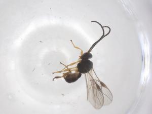  ( - CBG-A68258-B02)  @11 [ ] CreativeCommons - Attribution Share - Alike (2025) Centre for Biodiversity Genomics Centre for Biodiversity Genomics