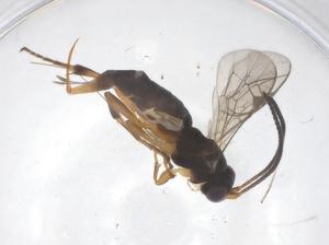  ( - CBG-A68258-C01)  @11 [ ] CreativeCommons - Attribution Share - Alike (2025) Centre for Biodiversity Genomics Centre for Biodiversity Genomics