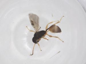  ( - CBG-A68258-E06)  @11 [ ] CreativeCommons - Attribution Share - Alike (2025) Centre for Biodiversity Genomics Centre for Biodiversity Genomics