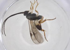  ( - CBG-A68258-E07)  @11 [ ] CreativeCommons - Attribution Share - Alike (2025) Centre for Biodiversity Genomics Centre for Biodiversity Genomics