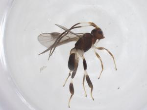  ( - CBG-A68259-C07)  @11 [ ] CreativeCommons - Attribution Share - Alike (2025) Centre for Biodiversity Genomics Centre for Biodiversity Genomics