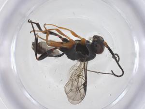  ( - CBG-A68259-C11)  @11 [ ] CreativeCommons - Attribution Share - Alike (2025) Centre for Biodiversity Genomics Centre for Biodiversity Genomics