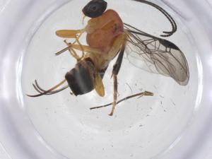  ( - CBG-A68259-D10)  @11 [ ] CreativeCommons - Attribution Share - Alike (2025) Centre for Biodiversity Genomics Centre for Biodiversity Genomics