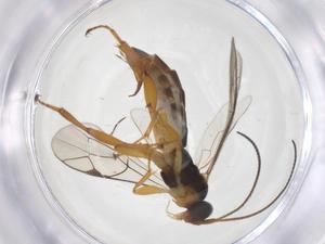  ( - CBG-A68259-H07)  @11 [ ] CreativeCommons - Attribution Share - Alike (2025) Centre for Biodiversity Genomics Centre for Biodiversity Genomics