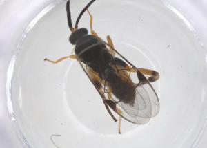  (Hypomicrogaster Malaise2607 - CBG-A68261-E12)  @11 [ ] CreativeCommons - Attribution Share - Alike (2025) Centre for Biodiversity Genomics Centre for Biodiversity Genomics