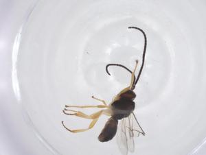  ( - CBG-A68262-D08)  @11 [ ] CreativeCommons - Attribution Share - Alike (2025) Centre for Biodiversity Genomics Centre for Biodiversity Genomics