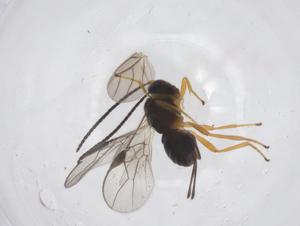  ( - CBG-A68262-E09)  @11 [ ] CreativeCommons - Attribution Share - Alike (2025) Centre for Biodiversity Genomics Centre for Biodiversity Genomics