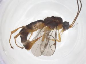  ( - CBG-A68262-H06)  @11 [ ] CreativeCommons - Attribution Share - Alike (2025) Centre for Biodiversity Genomics Centre for Biodiversity Genomics