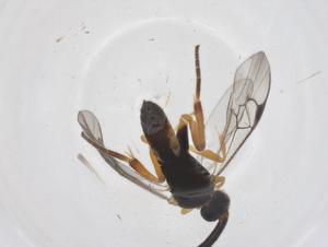  (Hypomicrogaster Malaise4232 - CBG-A68265-B04)  @11 [ ] CreativeCommons - Attribution Share - Alike (2025) Centre for Biodiversity Genomics Centre for Biodiversity Genomics