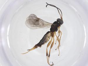  ( - CBG-A68265-F04)  @11 [ ] CreativeCommons - Attribution Share - Alike (2025) Centre for Biodiversity Genomics Centre for Biodiversity Genomics