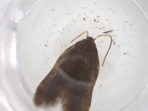  ( - CBG-A68269-A01)  @11 [ ] CreativeCommons - Attribution Share - Alike (2025) Centre for Biodiversity Genomics Centre for Biodiversity Genomics