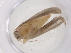  (Antaeotricha Malaise8269 - CBG-A68269-A06)  @11 [ ] CreativeCommons - Attribution Share - Alike (2025) Centre for Biodiversity Genomics Centre for Biodiversity Genomics