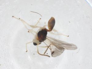  (Leiophron Malaise0192 - CBG-A68719-C04)  @11 [ ] CreativeCommons - Attribution Share - Alike (2025) Centre for Biodiversity Genomics Centre for Biodiversity Genomics