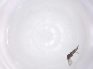  ( - CBG-A68726-A05)  @11 [ ] CreativeCommons - Attribution Share - Alike (2025) Centre for Biodiversity Genomics Centre for Biodiversity Genomics