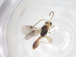  ( - CBG-A68728-H02)  @11 [ ] CreativeCommons - Attribution Share - Alike (2025) Centre for Biodiversity Genomics Centre for Biodiversity Genomics