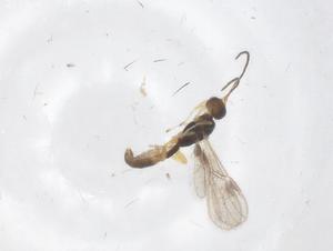  ( - CBG-A68755-D04)  @11 [ ] CreativeCommons - Attribution Share - Alike (2025) Centre for Biodiversity Genomics Centre for Biodiversity Genomics