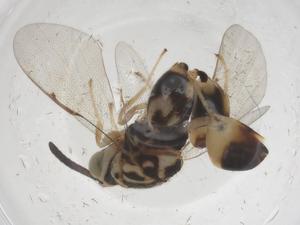  ( - CBG-A68886-B12)  @11 [ ] CreativeCommons - Attribution Share - Alike (2025) Centre for Biodiversity Genomics Centre for Biodiversity Genomics