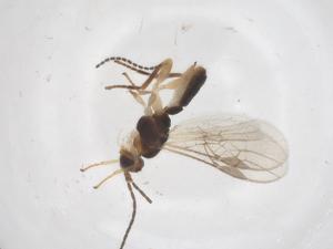  ( - CBG-A68894-F07)  @11 [ ] CreativeCommons - Attribution Share - Alike (2025) Centre for Biodiversity Genomics Centre for Biodiversity Genomics