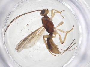  ( - CBG-A68895-H05)  @11 [ ] CreativeCommons - Attribution Share - Alike (2025) Centre for Biodiversity Genomics Centre for Biodiversity Genomics