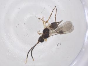  ( - CBG-A68897-C08)  @11 [ ] CreativeCommons - Attribution Share - Alike (2025) Centre for Biodiversity Genomics Centre for Biodiversity Genomics