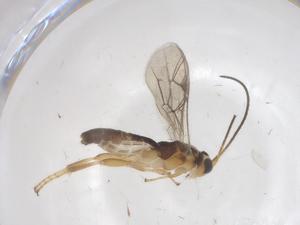  ( - CBG-A68901-E05)  @11 [ ] CreativeCommons - Attribution Share - Alike (2025) Centre for Biodiversity Genomics Centre for Biodiversity Genomics