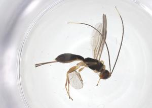  (Heterospilus Malaise5257 - CBG-A68902-H08)  @11 [ ] CreativeCommons - Attribution Share - Alike (2025) Centre for Biodiversity Genomics Centre for Biodiversity Genomics