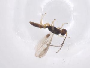  ( - CBG-A68923-D09)  @11 [ ] CreativeCommons - Attribution Share - Alike (2025) Centre for Biodiversity Genomics Centre for Biodiversity Genomics