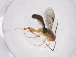  ( - CBG-A68931-A10)  @11 [ ] CreativeCommons - Attribution Share - Alike (2025) Centre for Biodiversity Genomics Centre for Biodiversity Genomics