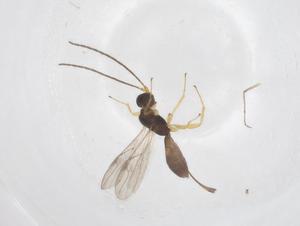  ( - CBG-A68937-B07)  @11 [ ] CreativeCommons - Attribution Share - Alike (2025) Centre for Biodiversity Genomics Centre for Biodiversity Genomics