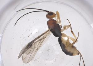  (Allorhogas Malaise9860 - CBG-A68969-B01)  @11 [ ] CreativeCommons - Attribution Share - Alike (2025) Centre for Biodiversity Genomics Centre for Biodiversity Genomics