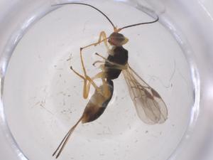  (Heterospilus Malaise5245 - CBG-A68969-C04)  @11 [ ] CreativeCommons - Attribution Share - Alike (2025) Centre for Biodiversity Genomics Centre for Biodiversity Genomics