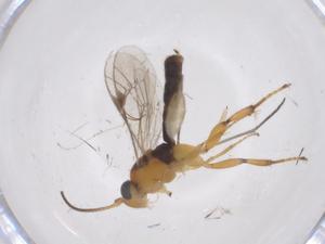  ( - CBG-A69147-F07)  @11 [ ] CreativeCommons - Attribution Share - Alike (2025) Centre for Biodiversity Genomics Centre for Biodiversity Genomics