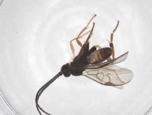  (Glyptapanteles Malaise0214 - CBG-A69166-F12)  @11 [ ] CreativeCommons - Attribution Share - Alike (2025) Centre for Biodiversity Genomics Centre for Biodiversity Genomics