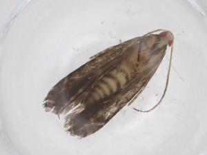  ( - CBG-A69169-B03)  @11 [ ] CreativeCommons - Attribution Share - Alike (2025) Centre for Biodiversity Genomics Centre for Biodiversity Genomics