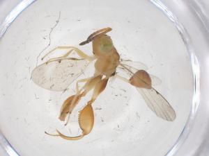  (chalMalaise01 Malaise1832 - CBG-A69172-G06)  @11 [ ] CreativeCommons - Attribution Share - Alike (2025) Centre for Biodiversity Genomics Centre for Biodiversity Genomics